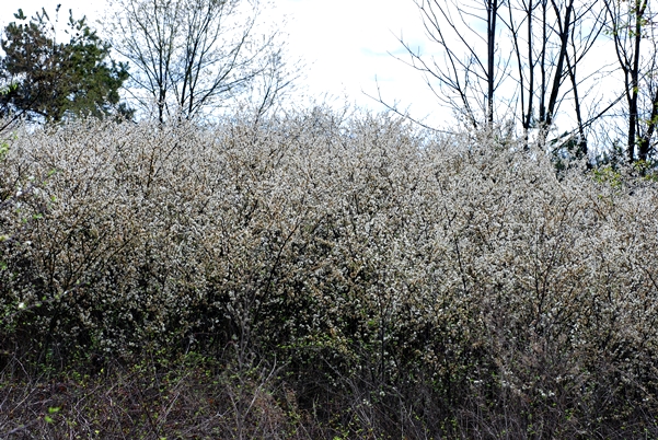 {Prunus angustifolia}